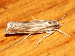 Ancylolomia chrysographellus
