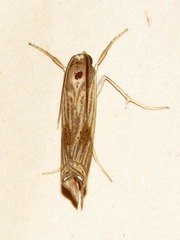 Ancylolomia chrysographellus