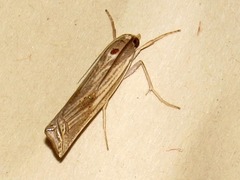 Ancylolomia chrysographellus