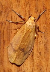Hypagoptera rufeola