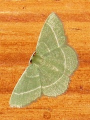 Chlorissa attenuata