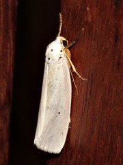 Ilemodes astriga