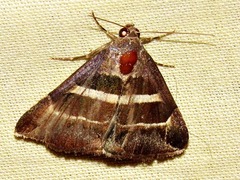 Grammodes
