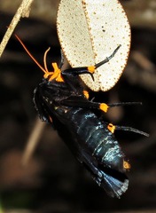 Egybolis vaillantina