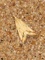 Achyra coelatalis