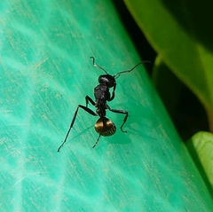 Camponotus sericeus