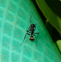 Camponotus sericeus