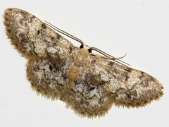 Idaea torrida