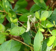 Hierodula membranacea