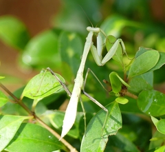 Hierodula membranacea