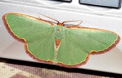 Heterorachis devocata devocata