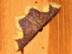 Syngatha latiflavaria
