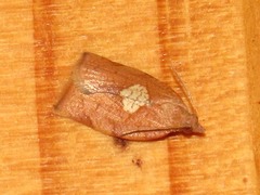 Epichoristodes dorsiplagana