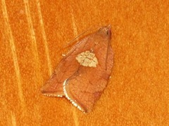 Epichoristodes dorsiplagana