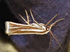 Ancylolomia prepiella