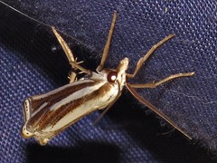 Ancylolomia prepiella
