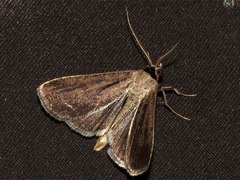 Tathorhynchus plumbea