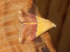 Eublemma caffrorum