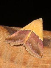 Eublemma caffrorum