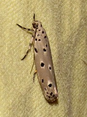 Ethmia circumdatella