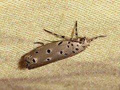 Ethmia circumdatella