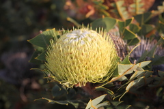 Banksia baxteri