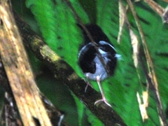 Enicurus leschenaulti