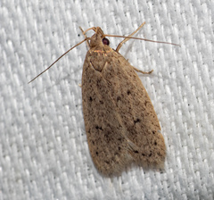 Eulechria convictella