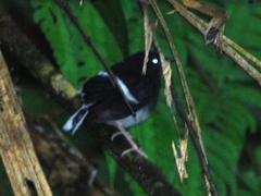 Enicurus leschenaulti