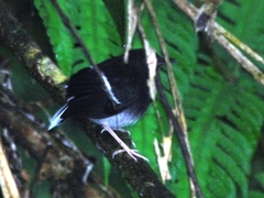 Enicurus leschenaulti