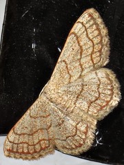 Scopula sinnaria