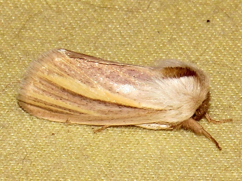 Polienus capillata