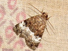 Aconzarba decissima