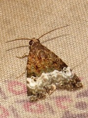 Aconzarba decissima