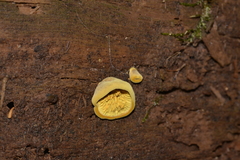 Pseudomerulius