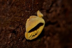 Pseudomerulius