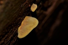 Pseudomerulius