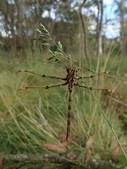 Telephlebia godeffroyi