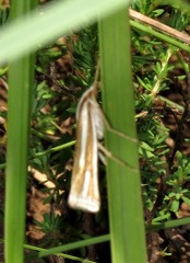 Ancylolomia prepiella