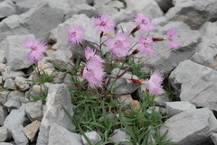 Dianthus sternbergii