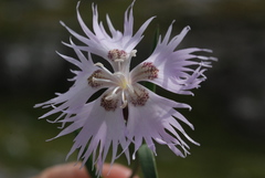 Dianthus sternbergii