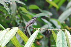 Hemipus hirundinaceus