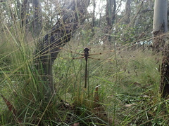 Telephlebia godeffroyi