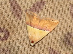 Eublemma caffrorum