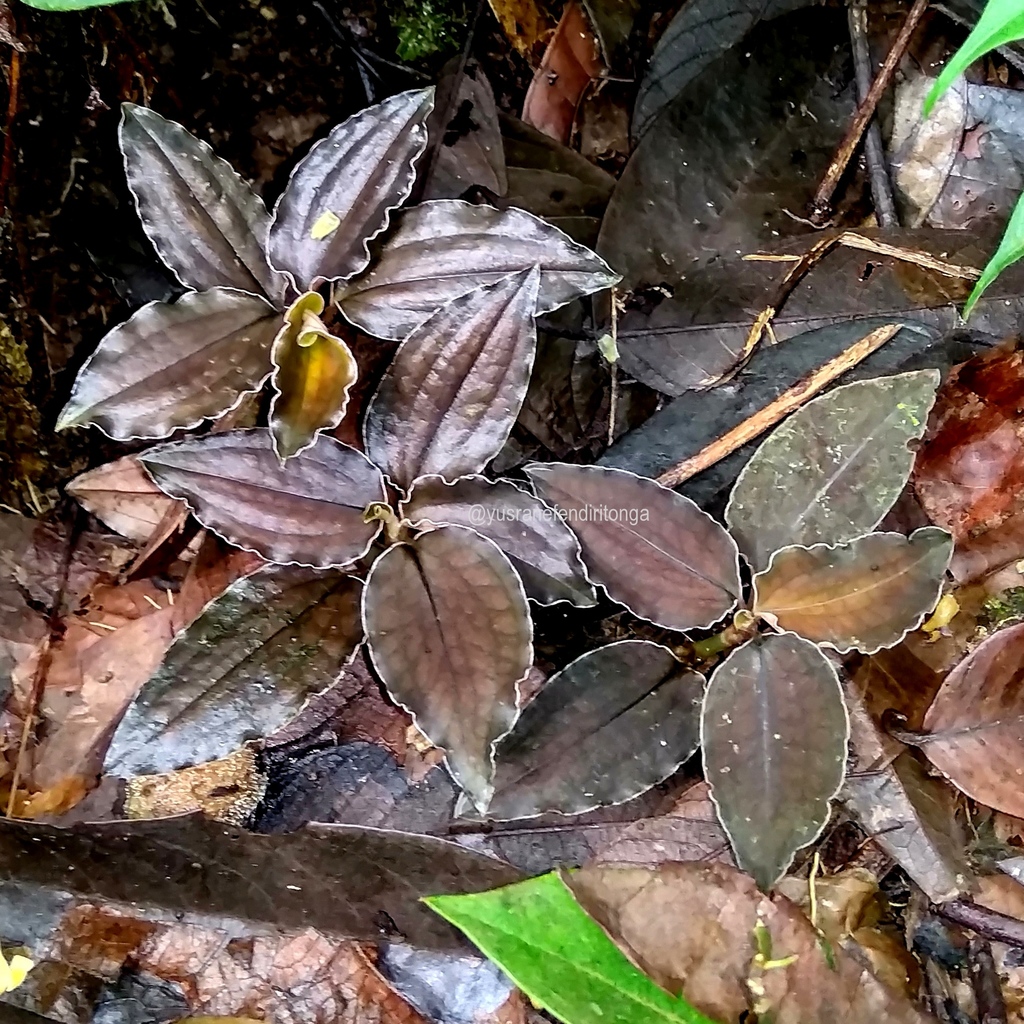 Cystorchis javanica