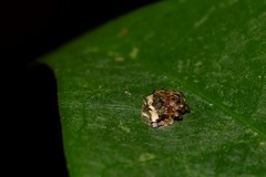 Arkys speechleyi