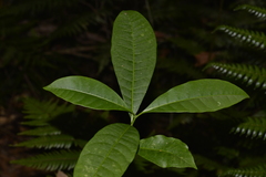 Tabernaemontana pandacaqui
