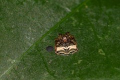 Arkys speechleyi
