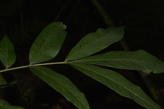 Dysoxylum rufum