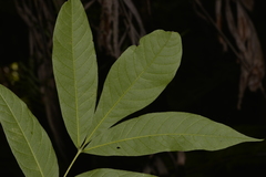 Dysoxylum rufum